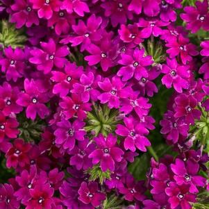 Verbena hybrida 'Superbena Royale Plum Wine'