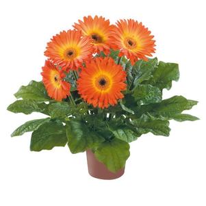 Gerbera jamesonii 'Midi Fireball'