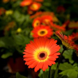 Gerbera jamesonii 'Midi Dark Fireball'