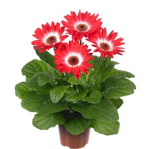 Gerbera jamesonii 'Midi Eyecatcher Red'