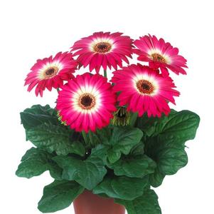 Gerbera jamesonii 'Midi Eyecatcher Purple'