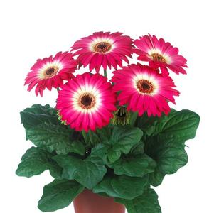 Gerbera jamesonii 'Midi Eyecatcher Purple'