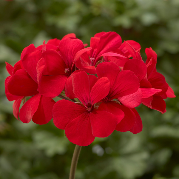 Geranium Interspecific pelargonium interspecific 'Caliente Fire Imp'