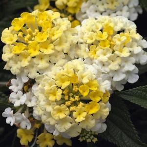 Lantana camara 'Bandana Lemon Zest'