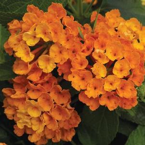 Lantana camara 'Bandana Orange'