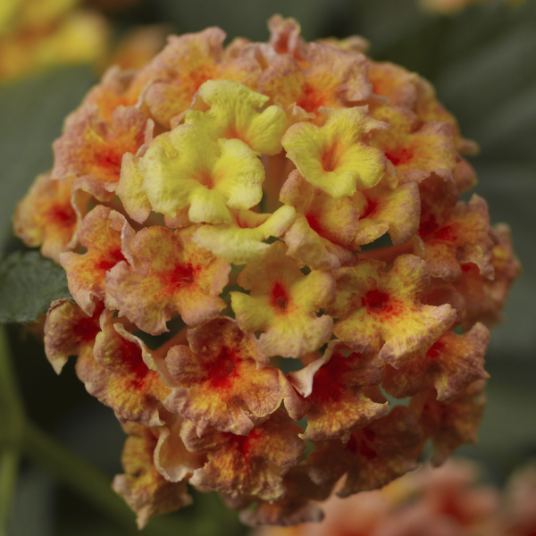 Lantana camara 'Bandana Peach'