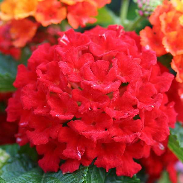 Lantana camara 'Bandana Red Imp'