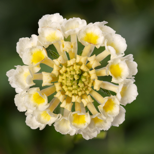 Lantana camara 'Bandana White'