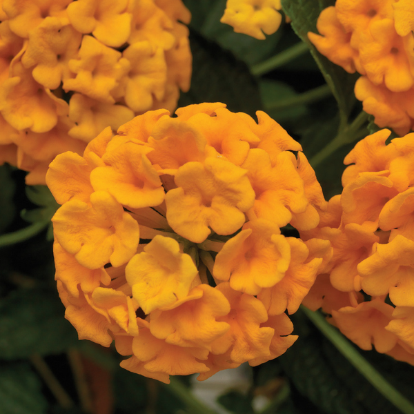 Lantana camara 'Landscape Bandana Gold'