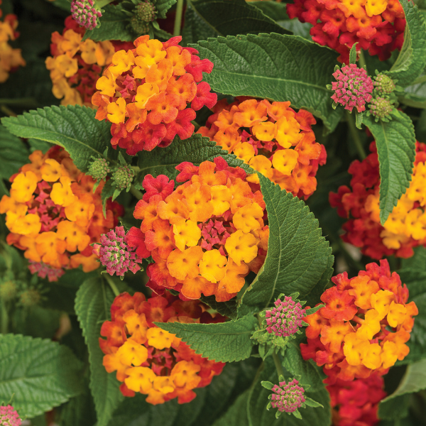 Lantana camara 'Luscious Citrus Blend'