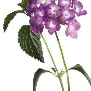 Shrub Verbena