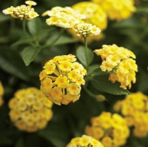 Lantana camara 'Luscious Lemonade'