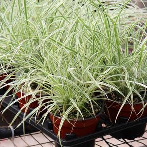 Ornamental Grass setaceum 'Pennisetum-Sky Rocket'