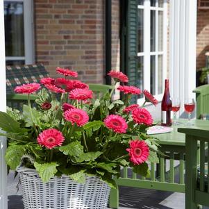 Gerbera jamesonii 'Patio Bighorn'