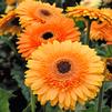 Patio Gerbera