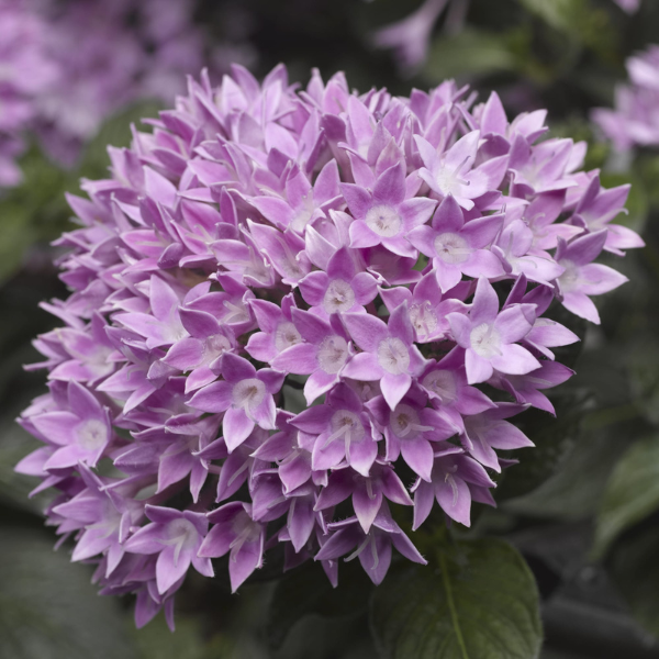 Pentas lanceolata 'Starcluster Lavender'