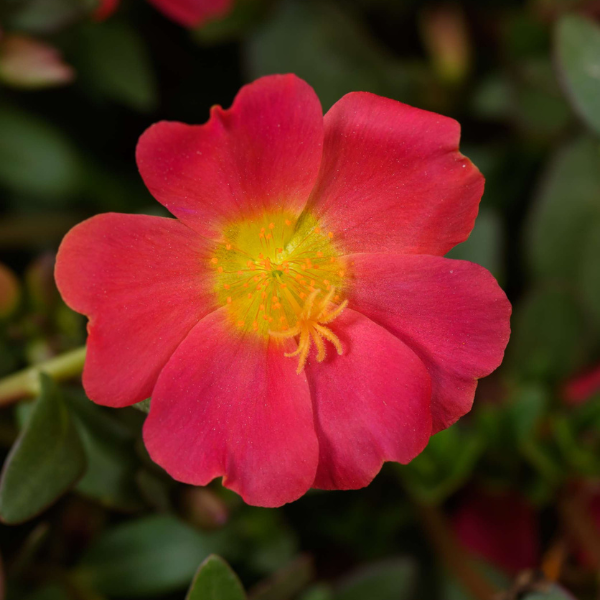 Portulaca oleracea 'Pazzaz Red Flare'