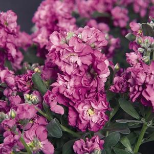 Stock matthiola incana 'Vintage Lavender'