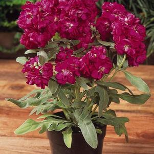 Stock matthiola incana 'Vintage Rose'