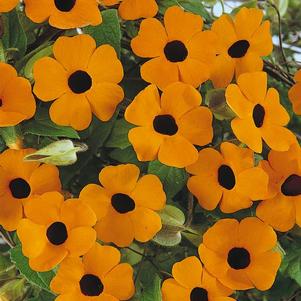 Thunbergia alata 'Sunny Orange Wonder'