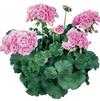 Pelargonium