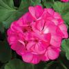 Geranium Zonal pelargonium zonale 'Rocky Mountain Deep Rose'