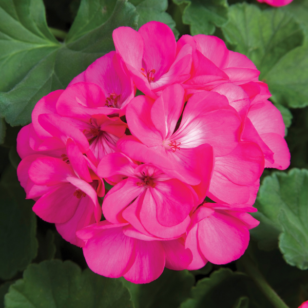 Geranium Zonal pelargonium zonale 'Rocky Mountain Deep Rose'