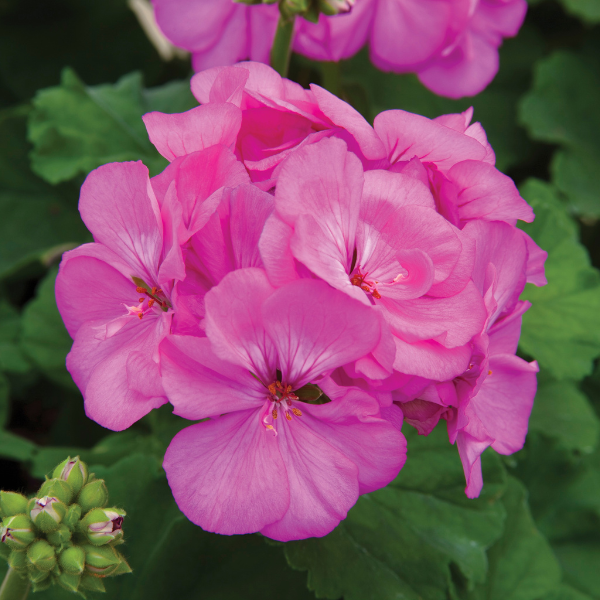 Geranium Zonal pelargonium zonale 'Rocky Mountain Lavender'