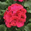 Geranium Zonal pelargonium zonale 'Rocky Mountain Magenta'