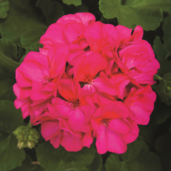 Geranium Zonal pelargonium zonale 'Rocky Mountain Violet'