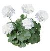 Geranium Zonal pelargonium zonale 'Rocky Mountain White'