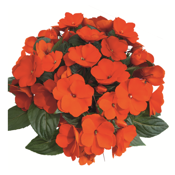 New Guinea impatiens hawkerii 'Paradise Select Electric Orange'