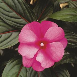 New Guinea impatiens hawkerii 'Paradise Fuchsia on Lavender'