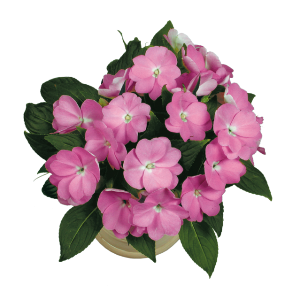 New Guinea impatiens hawkerii 'Paradise Select Light Lavender'