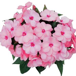 New Guinea impatiens hawkerii 'Paradise Select Light Pink'