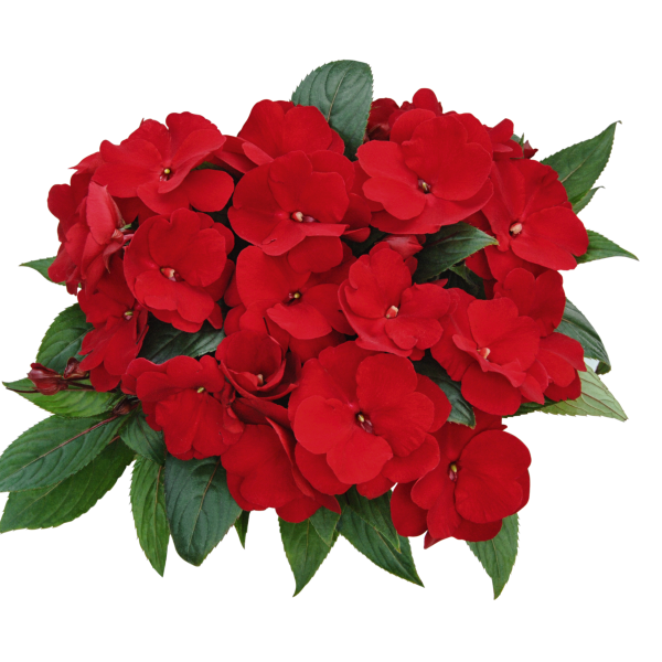 New Guinea impatiens hawkerii 'Paradise Select New Red'