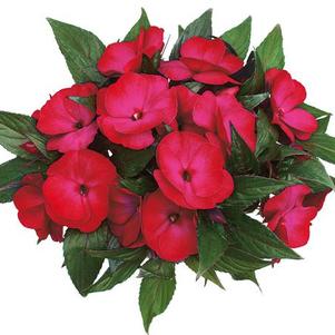 New Guinea impatiens hawkerii 'Paradise Select Rose Flair'