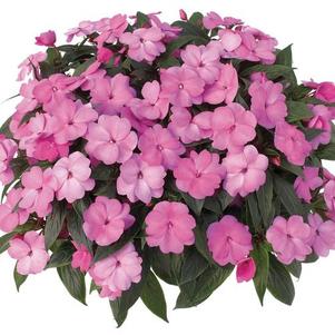 New Guinea impatiens hawkerii 'Sonic Bright Pink'