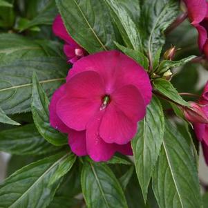 New Guinea impatiens hawkerii 'Sonic Deep Purple Imp'