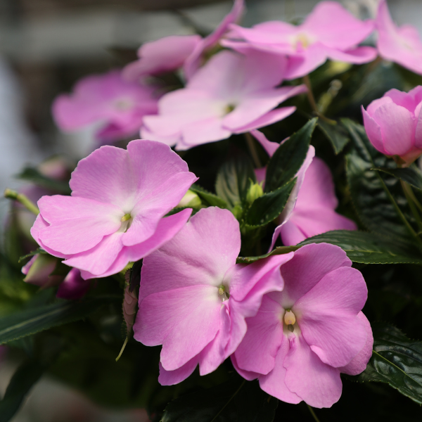 New Guinea impatiens hawkerii 'Sonic Light Lavender'