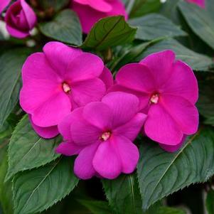 New Guinea impatiens hawkerii 'Sonic Lilac'