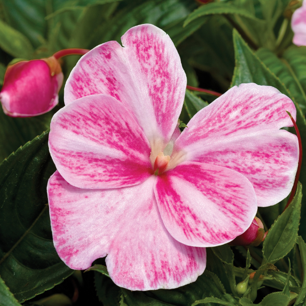 New Guinea impatiens hawkerii 'Sonic Magic Pink'