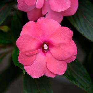 New Guinea impatiens hawkerii 'Sonic Pink'