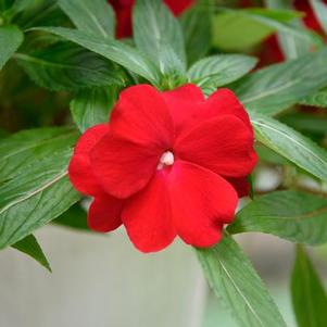 New Guinea impatiens hawkerii 'Sonic Red'