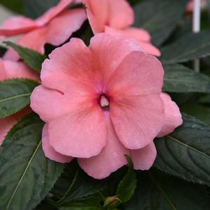 New Guinea impatiens hawkerii 'Sonic Salmon'