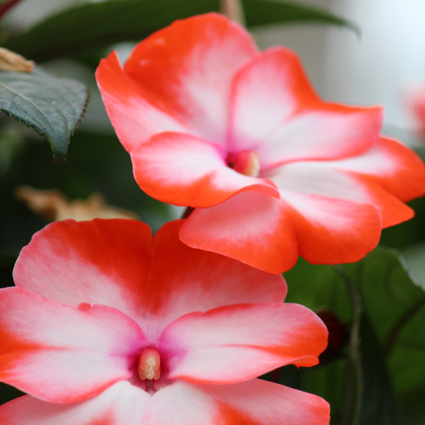 New Guinea impatiens hawkerii 'Sonic Sweet Orange'