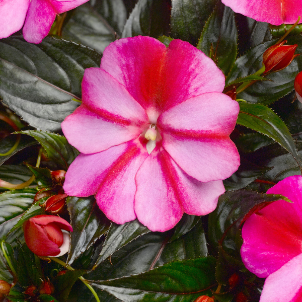 New Guinea impatiens hawkerii 'Sonic Sweet Purple'