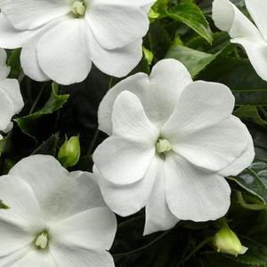 New Guinea impatiens hawkerii 'Sonic White Imp'