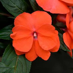 New Guinea impatiens hawkerii 'Super Sonic Dark Salmon'