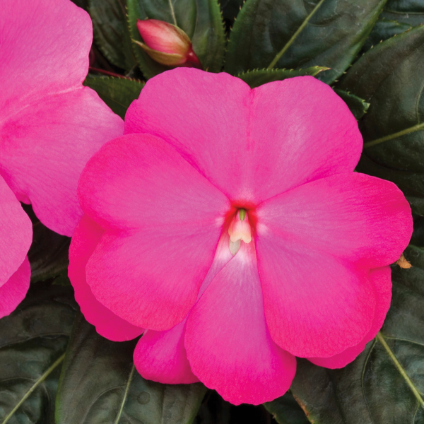 New Guinea impatiens hawkerii 'Super Sonic Hot Pink'